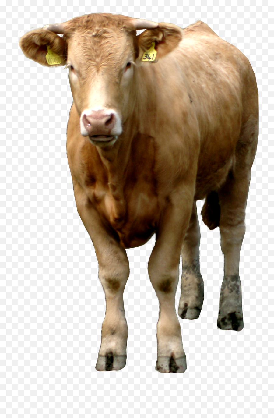 Cow Png - Brown Cow Png Emoji,Cow Emoji Iphone