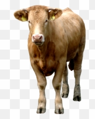 Cow Png - Brown Cow Png Emoji,Cow Emoji Iphone
