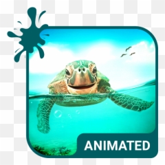 Cute Turtle Animated Keyboard Live - Icon Emoji,Google Turtle Emoji