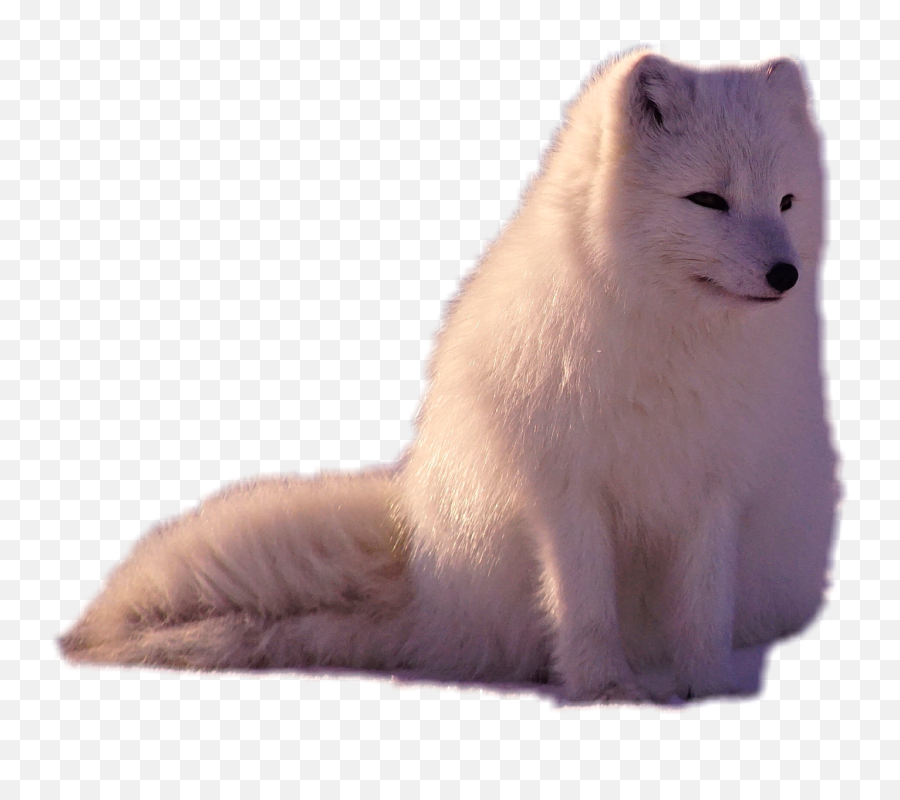The Most Edited - Arctic Fox Emoji,Arctic Fox Emoji