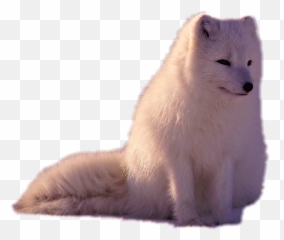 The Most Edited - Arctic Fox Emoji,Arctic Fox Emoji