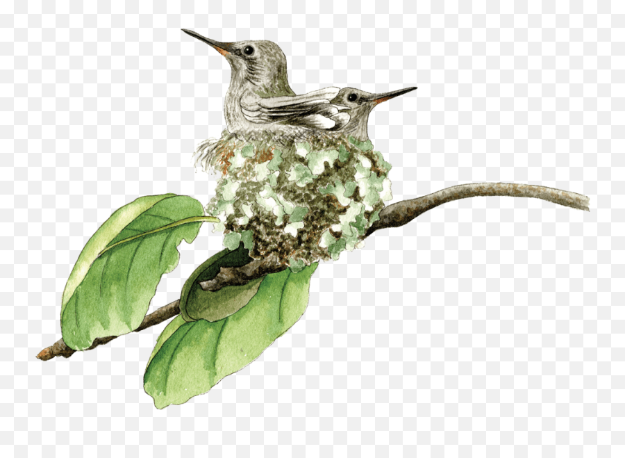 Personal Pleasure Plants - Berkeley Horticultural Nursery Bee Hummingbird Emoji,Emotions Green Mandarin