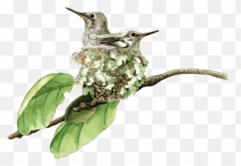 Personal Pleasure Plants - Berkeley Horticultural Nursery Bee Hummingbird Emoji,Emotions Green Mandarin