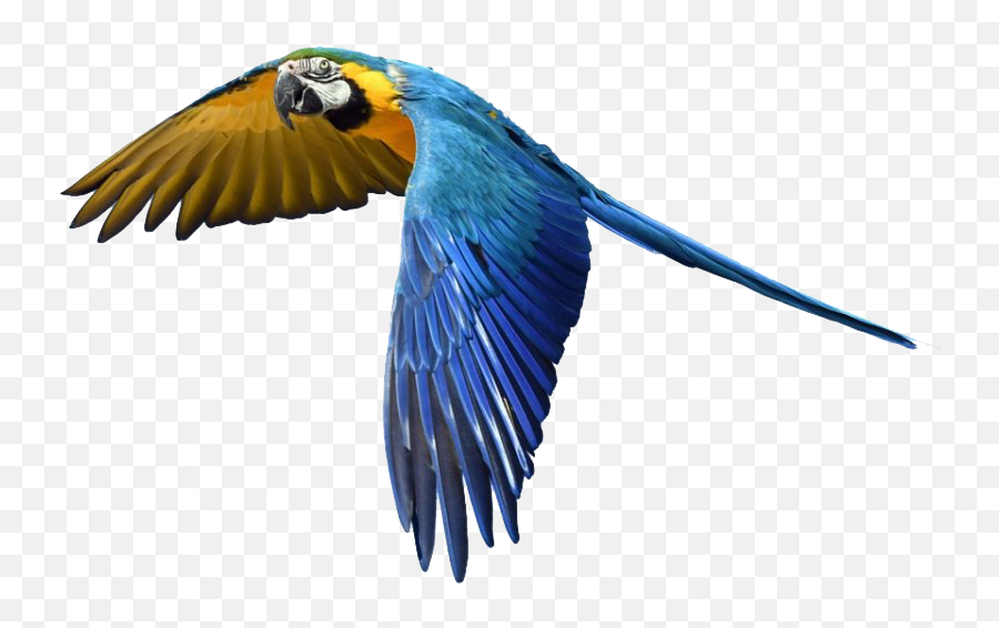 Parrot - Real Bird Flying Png Emoji,Parrot Emoji