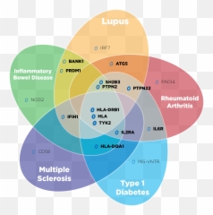 Mystery Of Multiple Autoimmune Diseases Benaroya Research Emoji,Spiritual Emotion Lupus