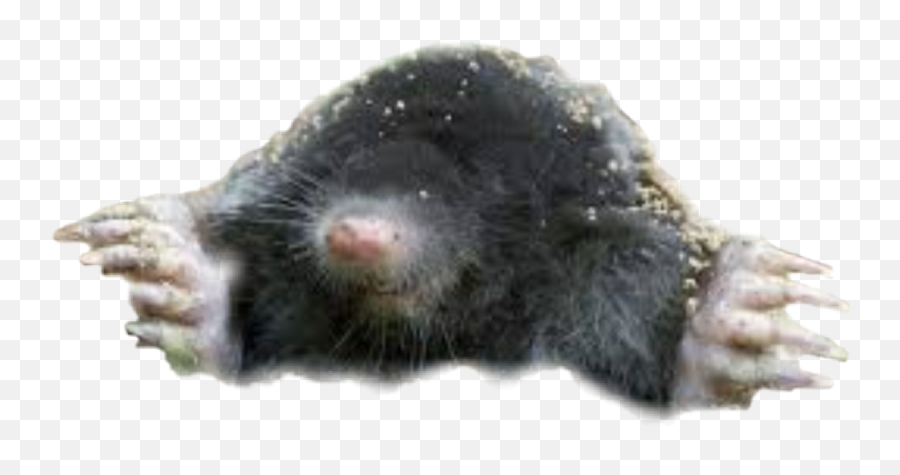 Mole Sticker - Moles Emoji,Mole Emoji