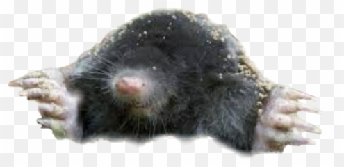 Mole Sticker - Moles Emoji,Mole Emoji