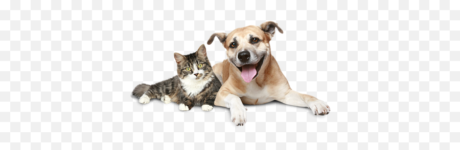 Why Pet Friends Are The Best Friends - Love Cat And Dogs Emoji,Puppy Dog Face Emoji