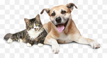 Why Pet Friends Are The Best Friends - Love Cat And Dogs Emoji,Puppy Dog Face Emoji