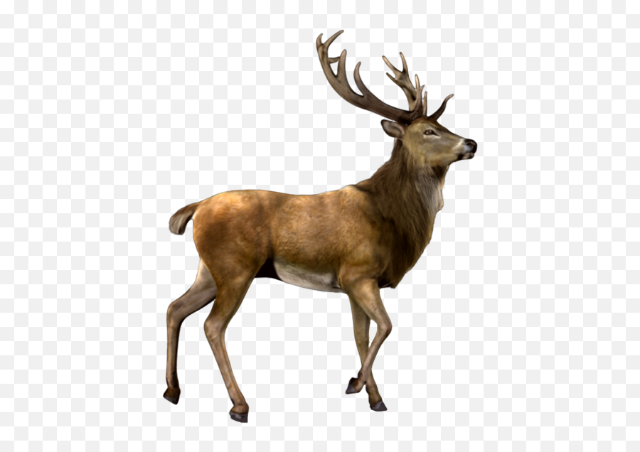 Deer Nature Antlers Antler Animals - Deer Transparent Png Emoji,Antler Emoji