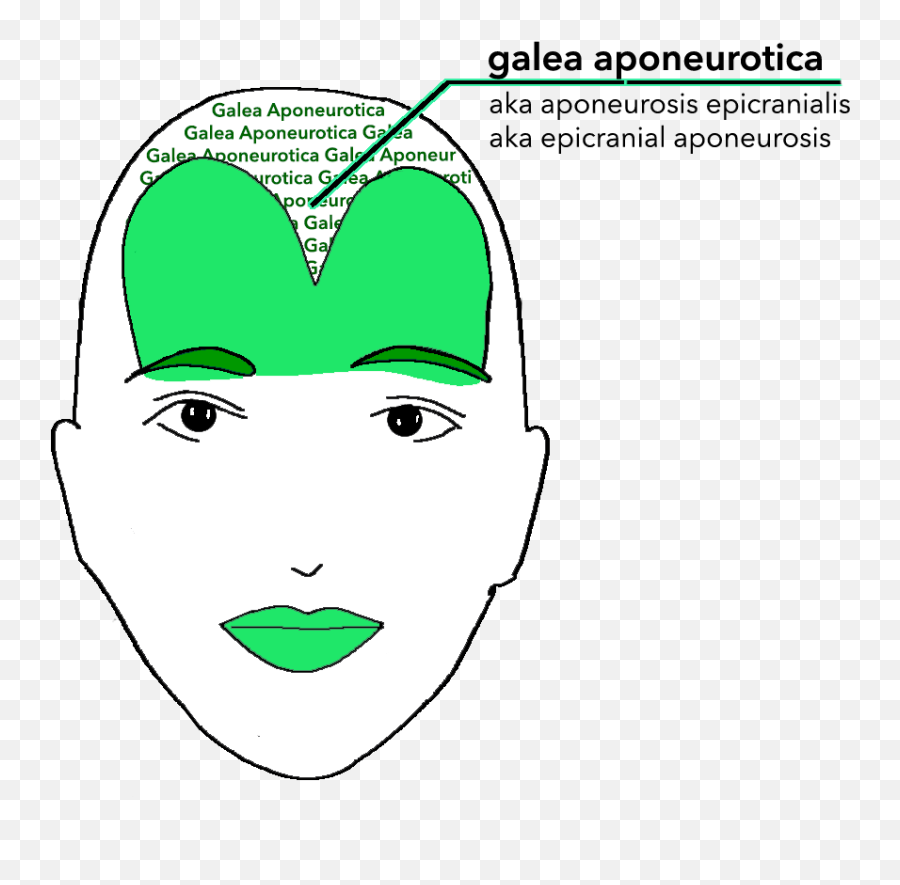 Frontalis Variation U2013 Face The Facs - Galea Aponeurotica Emoji,Botox Emoji