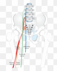 Lower Limb Nerves Medical Anatomy Massage Therapy - Piriformis Dermatome Emoji,Emotion Masen