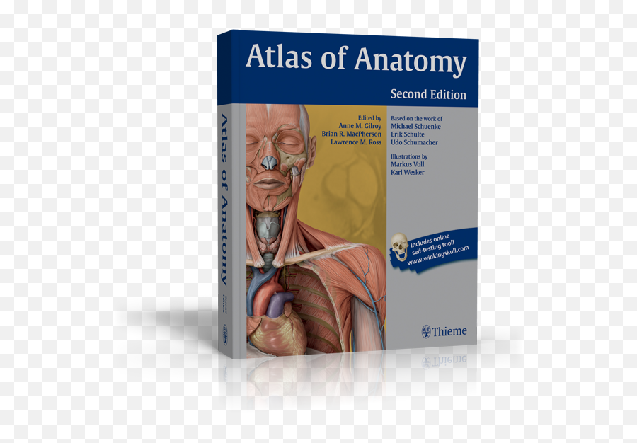 Тесте анатомия. Атлас Thieme. Gilroy Atlas of Anatomy.