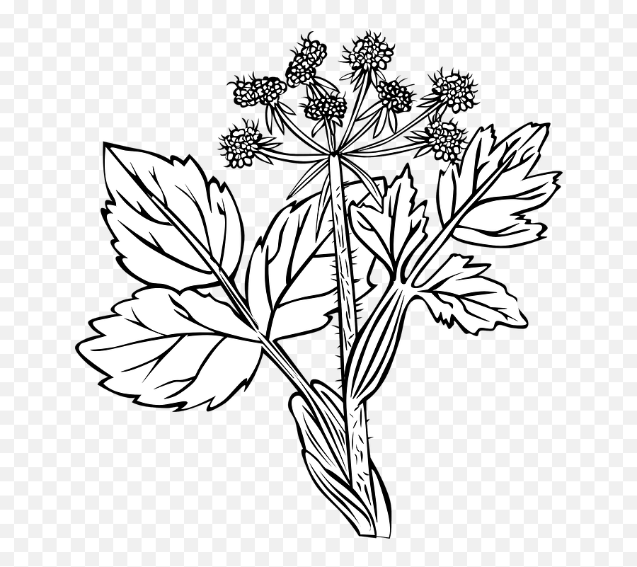 Free Photo White Snakeroot Flowers Black And White Plant - White Snakeroot Black And White Emoji,Plants Emotions Art