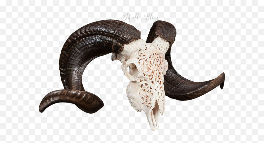 Carved Ram Skull - Celtic 3 Horn Emoji,Skull & Acrossbones Emoticon