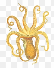 Openclipart - Clipping Culture Emoji,Octopus On Head Emoticon -emoji