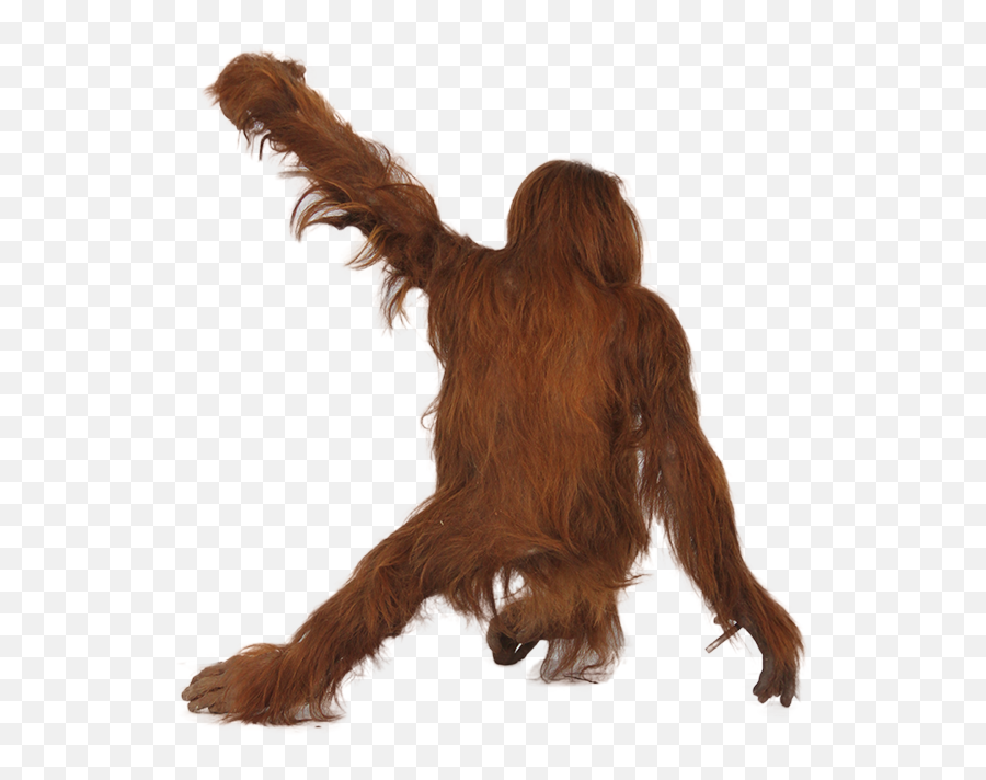 Orangutan Png Pictures - High Quality Image For Free Here Emoji,Orangutan Emoji