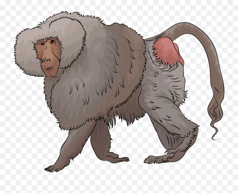 Male Hamadryas Baboon Clipart Free Download Transparent - Baboon Clipart Png Emoji,Meerkat Emoji