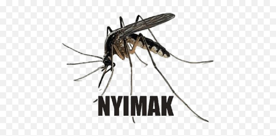 Pentol Kangen - Mosquito Png Emoji,Mosquito Emoji