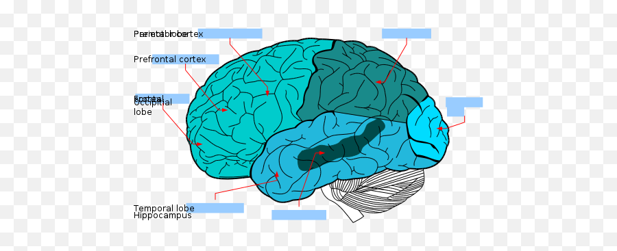Cognitive Psychology And Cognitive Neuroscienceprint - Lobes Of The Brain Emoji,James Lange Theory Of Emotion