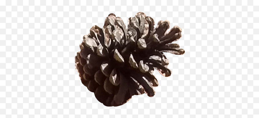 Pinecone Pine Forest Cottage Sticker - Virginia Pine Emoji,Pine Cone Emoji