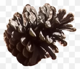 Pinecone Pine Forest Cottage Sticker - Virginia Pine Emoji,Pine Cone Emoji