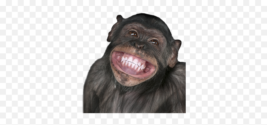 Humor Laughing Black Monkey Hd Png Free - Funny Monkey Emoji,Monkey Emoji .png Apple