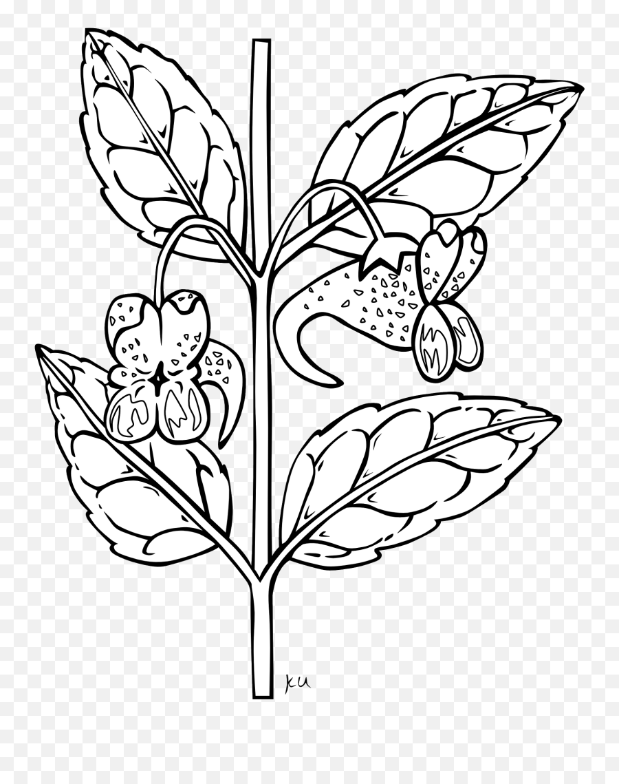 Black And White Plant With Flowers Clipart Free Image Download - Balsam Clipart Black And White Emoji,Plant, Emotions, Clipart