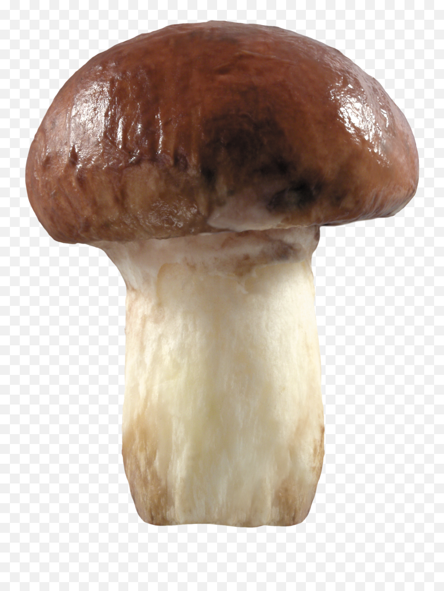 Mushroom Png Image Hd Photos - High Quality Image For Free Emoji,Toadstool Emoji