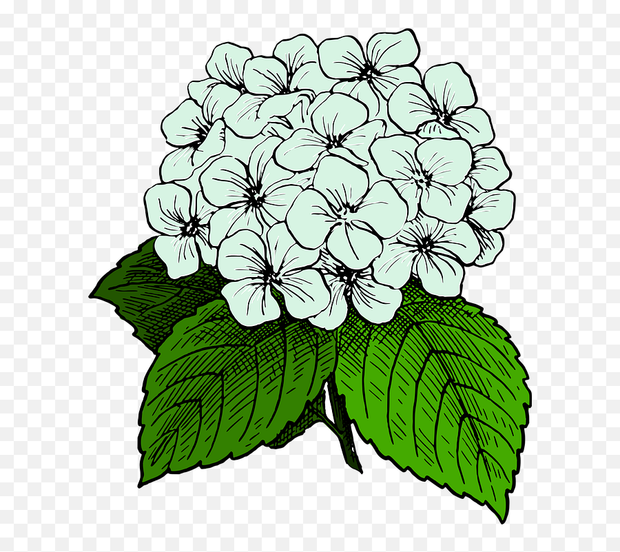 Botany Png U0026 Free Botanypng Transparent Images 37579 - Pngio Hydrangea Clipart Emoji,John Cena Trumpet Emoji