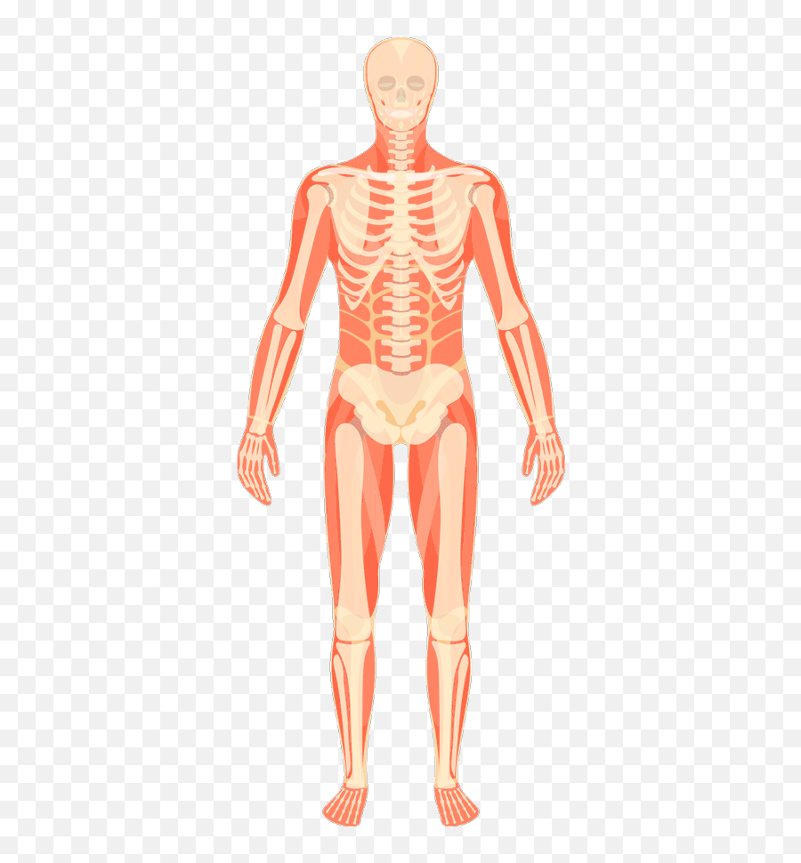 Musculoskeletal Pictures Free Download Clip Art - Webcomicmsnet Rib Emoji,Emoticons Musculo