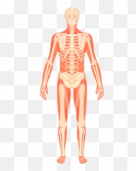 Musculoskeletal Pictures Free Download Clip Art - Webcomicmsnet Rib Emoji,Emoticons Musculo