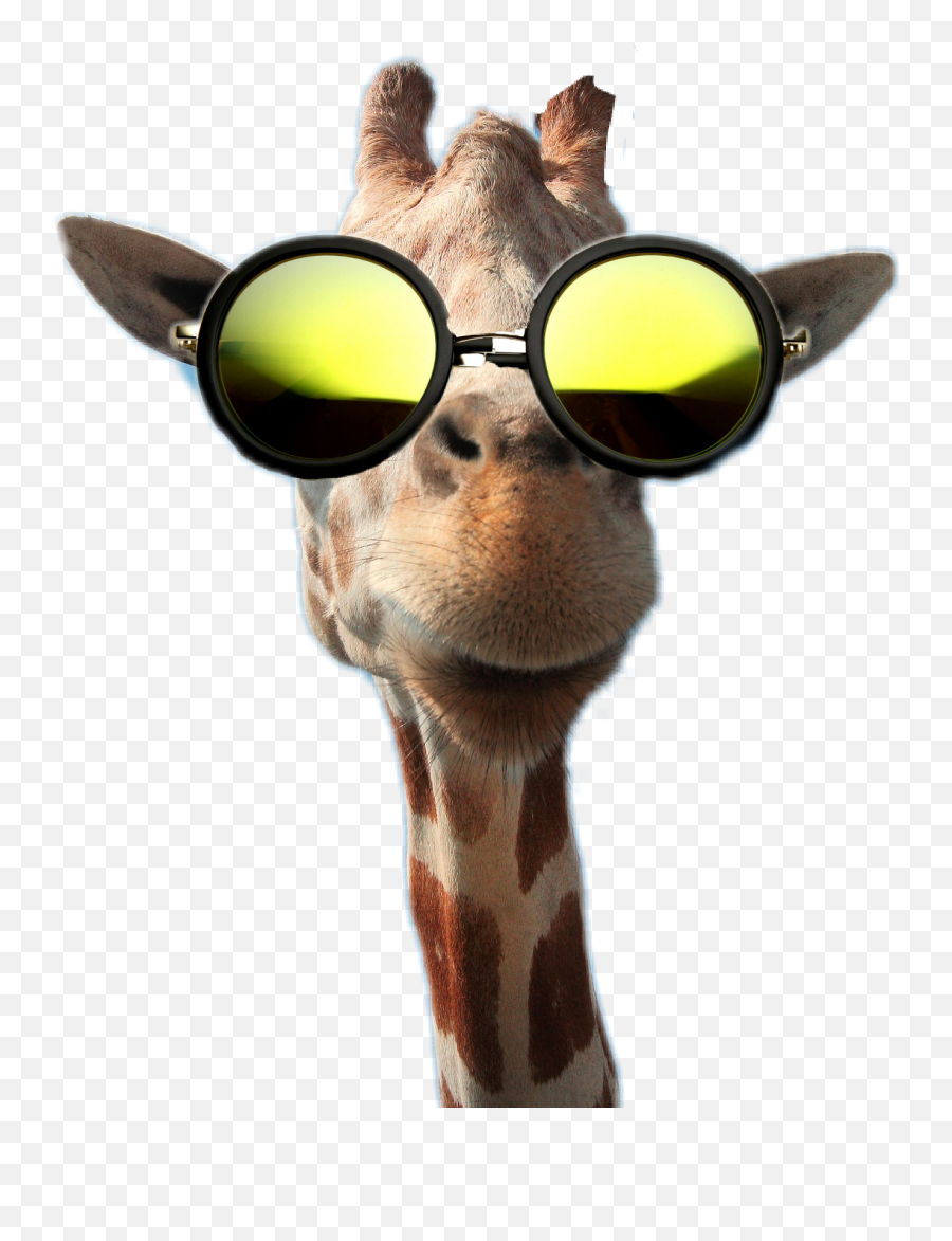 Giraffe Animal Weird Sticker - Isticker Sticker Maker For Whatsapp Stickers Emoji,Giraffe Emoji