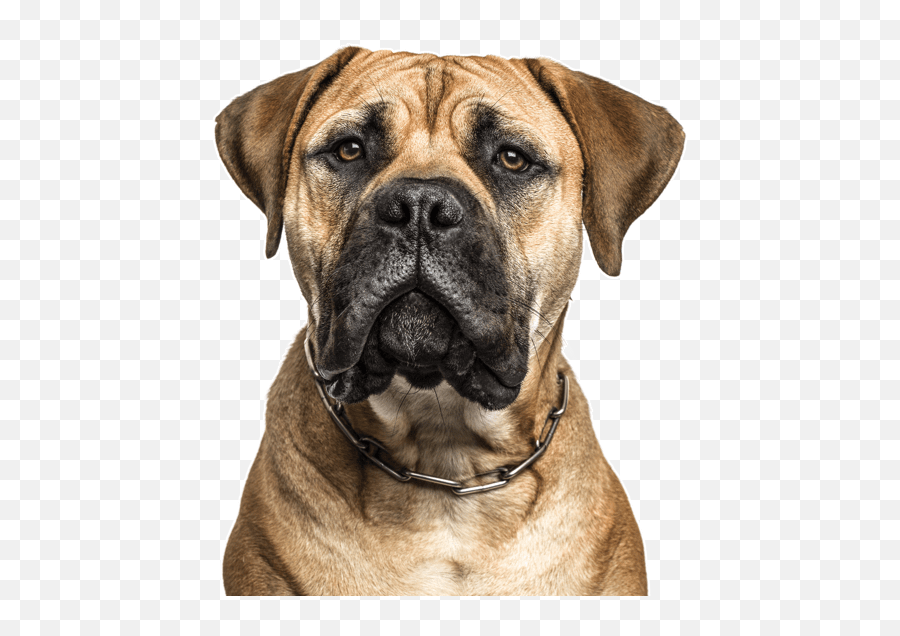 Bullmastiff Puppies For Sale - Much Does A Bullmastiff Cost Emoji,My Scottish Terrier Doesn't Show Emotions