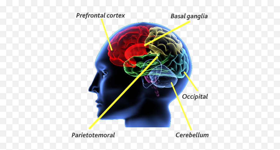 Neurological Status Ny Wellness Center - Brain Memories Delete Emoji,Neural Centers In The Limbic System Linked To Emotion