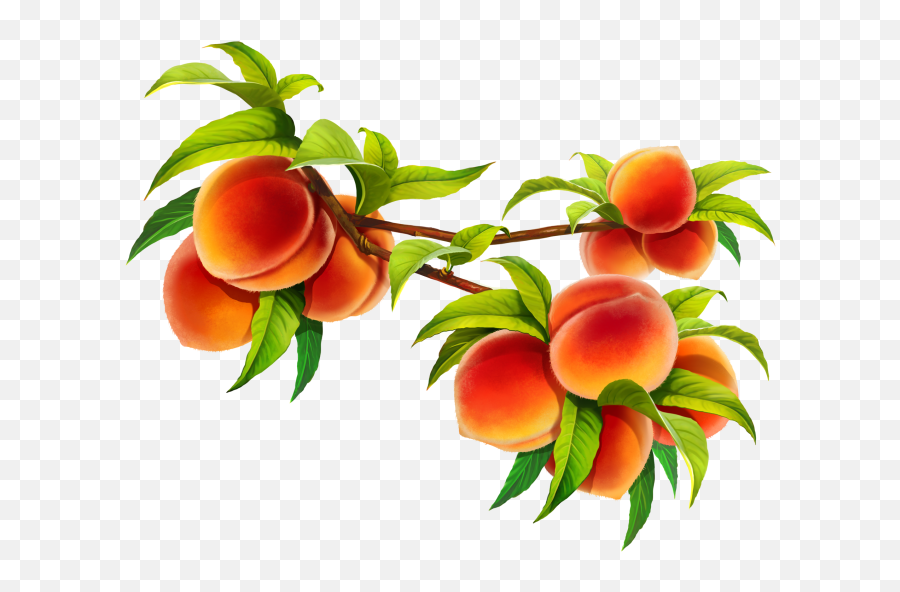 Fruit Tree Png - Peach On A Branch 603052 Vippng Illustration Emoji,Peaches Emoji