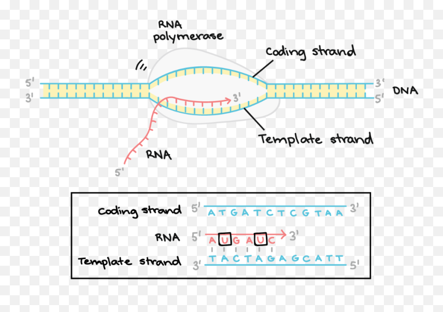 Pin On Biology 1140 Lecture - Khan Academy Replication Emoji,Emoticon Dna Strand