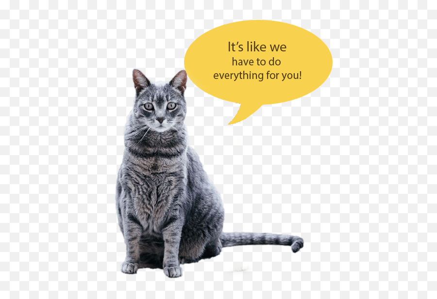 Get Emotional Support Cat Registration Emoji,Cats Vs Dogs Emotion
