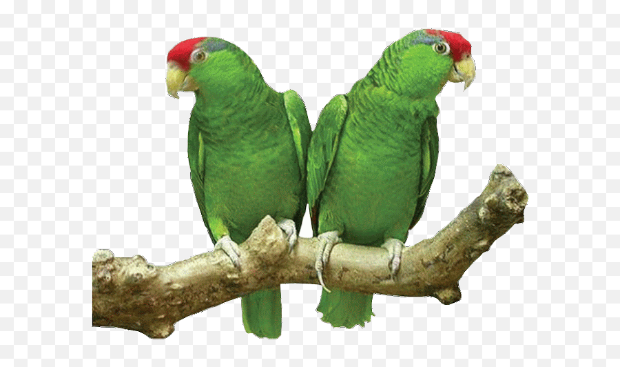 Parrot - Green Cheeked Parrot Emoji,Parrot Emoji