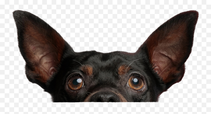 Perro Png - Razas Pequeñas De Perros Png Emoji,Emoji De Pasear Perro