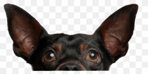 Perro Png - Razas Pequeñas De Perros Png Emoji,Emoji De Pasear Perro