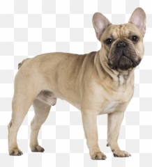 Wunder K9 - Bull Dog Price In Nigeria Emoji,Emotion Support Animal