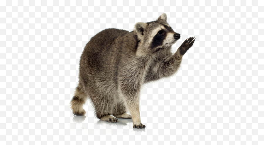 Raccoon Animal Drawing Bat Bird - Raccoon Png Download 800 Raccoon Transparent Png Emoji,Racoon Emoji