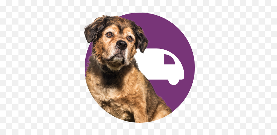 Spaymobile Amanda Foundation - Vulnerable Native Breeds Emoji,Neutered Dog Emoticons