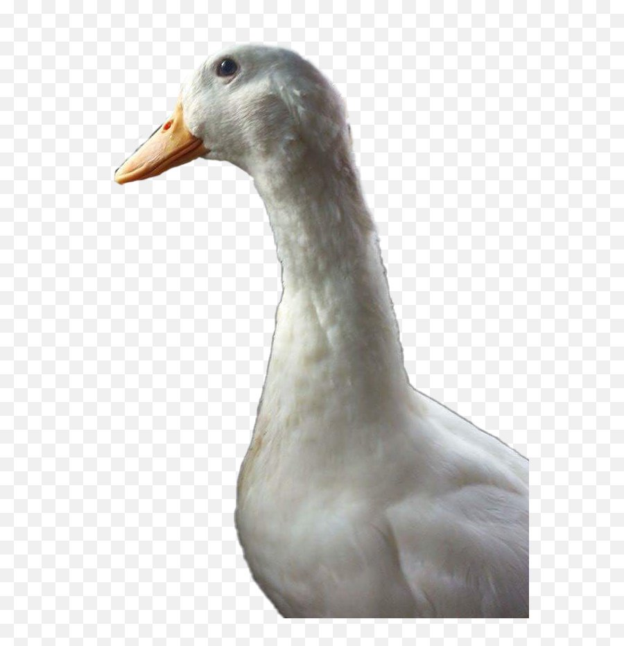 The Most Edited - Domestic Duck Emoji,Stupid Duck Emoji