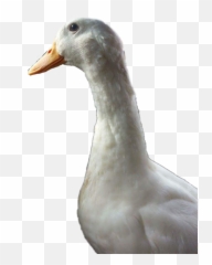 The Most Edited - Domestic Duck Emoji,Stupid Duck Emoji