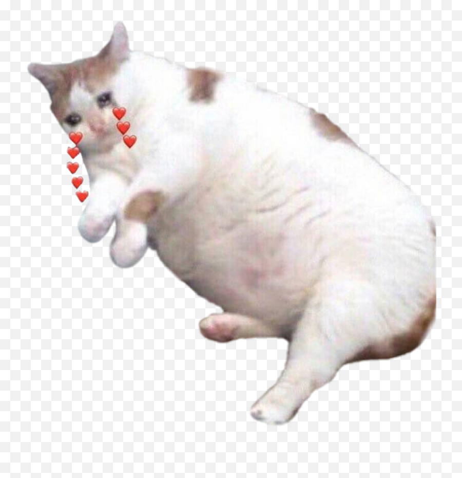Cat Gato Inlove Omg Sticker By My Gay Heart Man - Sad Fat Cat Png Emoji,Cat Crying Heart Emojis