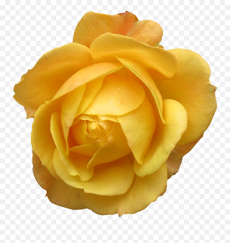 Yellow Rose Bud 3d Drawing Free Image Download - Transparent Flower Images Yellow Emoji,Valentine Flowers Emotion Icon