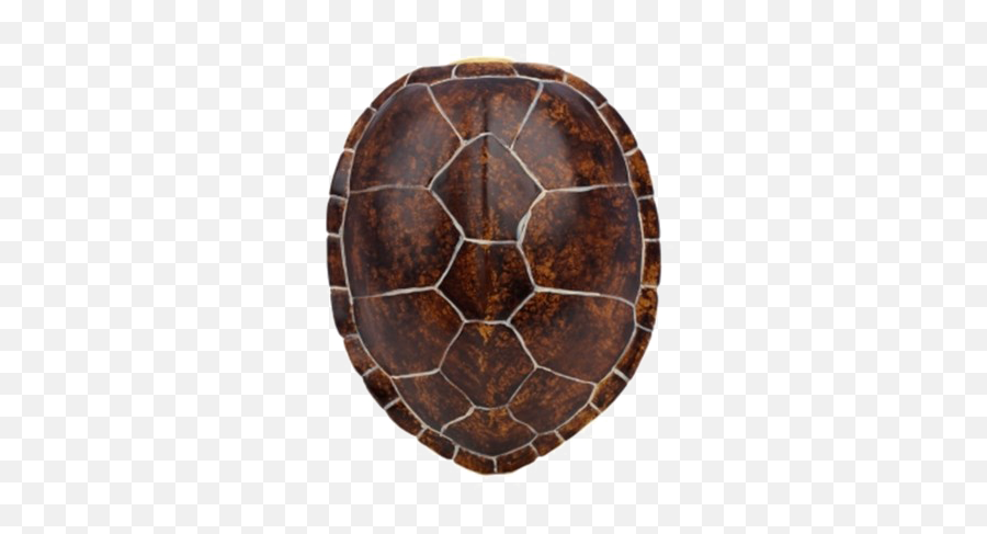 Turtle Shell Transparent Image Png Arts Emoji,Three Turtle Emojis