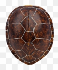 Turtle Shell Transparent Image Png Arts Emoji,Three Turtle Emojis